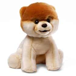 Boo the Dog